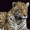 images/avatars/avatar-38509.gif
