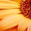 images/avatars/avatar-11582.jpg