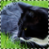 images/avatars/avatar-14484.png