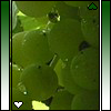 images/avatars/avatar-24781.png