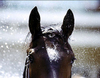 images/avatars/avatar-26791.jpg