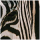 images/avatars/avatar-2731.jpg