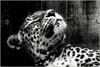 images/avatars/avatar-29440.jpg