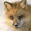 images/avatars/avatar-35241.jpg
