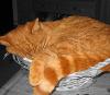 images/avatars/avatar-45746.jpg