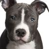 images/avatars/avatar-47235.jpg