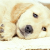images/avatars/avatar-8526.gif