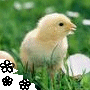 images/avatars/avatar-995.gif